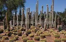 Botanicactus Mallorca – Botanischer Garten Ses Salines