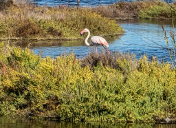 Parc Natural de S'Albufera