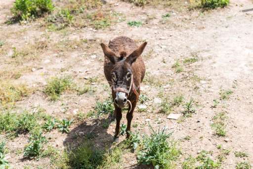 Finca La Trapa Andratx