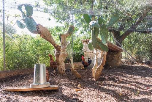 Finca Alegre Romantica