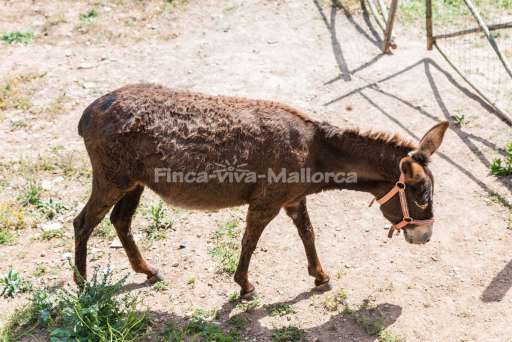 Finca La Trapa Andratx