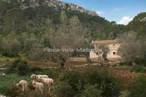 Finca Guillonet Pollenca