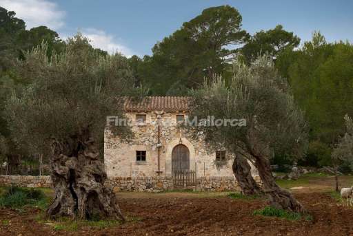 Finca Guillonet Pollenca