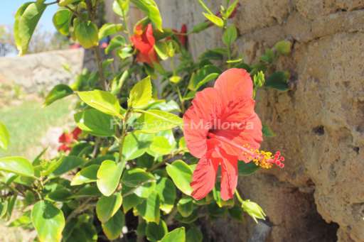Finca Llanura Ses Salines