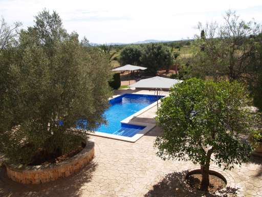 Finca Palmera Solitaria