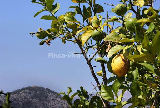 Finca Magraner Paquita Pollenca