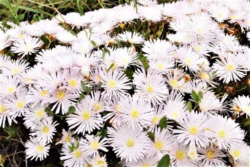 Casa Miro Cala Figuera