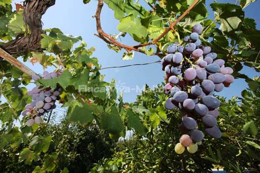 Finca Magraner Paquita Pollenca