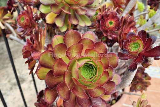 Finca Magda Cas Concos, Blume