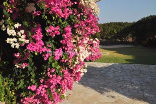 Finca Betanca, Garten, Blume