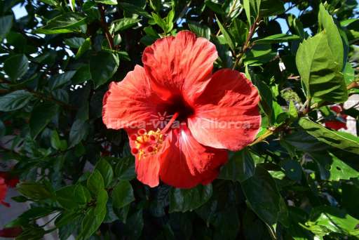 Casa Miro Cala Figuera
