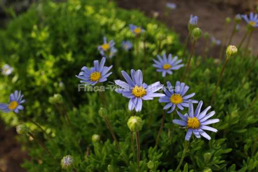 Finca Victoria Vall d'Or Golf