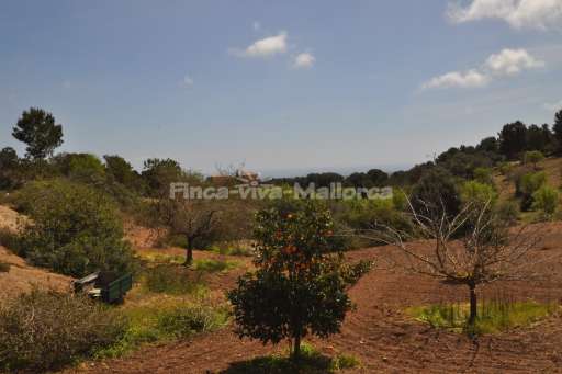 Finca Comodo Vall d'Or Golf, Ausblick, Umgebung