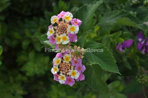 Finca Victoria Vall d'Or Golf