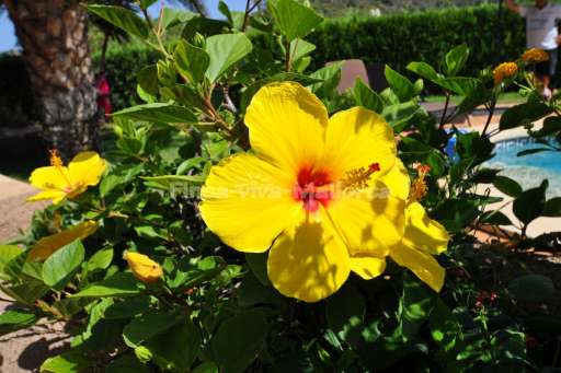 Finca Joan, Blume, Pool