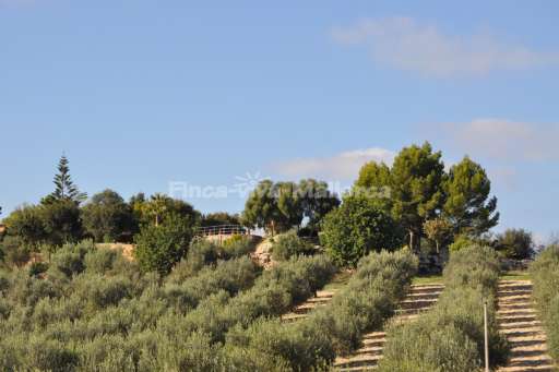 Finca Calma Asiento Arta