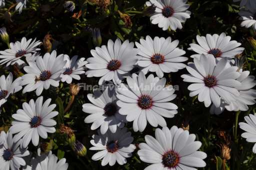 Finca Jaime, Blume, Garten