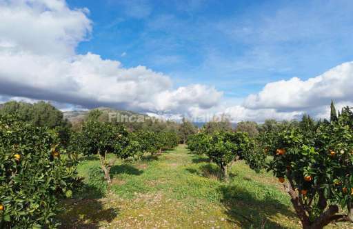 Finca Mercer Palmanyola