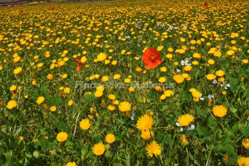 Finca Juanita Can Garinet