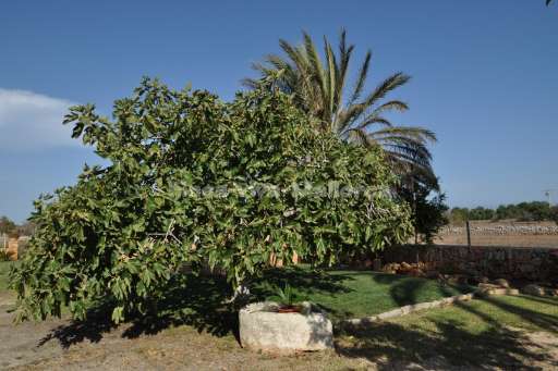 Finca Corima, Garten