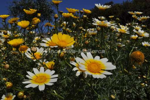 Finca Climent, Garten, Blume