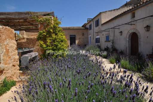 Finca Lorita Santanyi, Lavendel, Garten