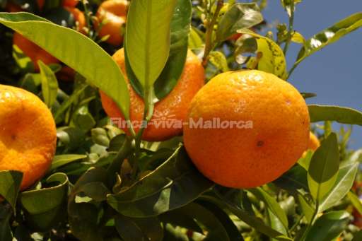 Finca Climent, Orange, Orangenbaum, Garten