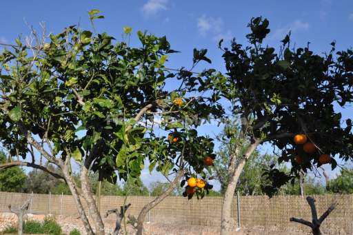 Finca Taula Santanyi