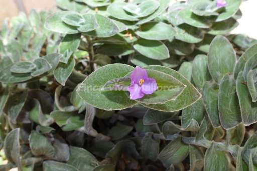 Finca Altura Son Macia