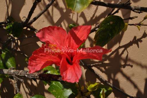 Finca Lorita Santanyi, Garten, Blume