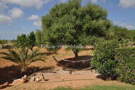 Finca Antonia, Garten, Hängematte