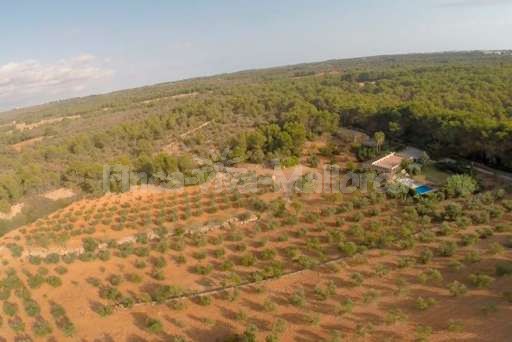 Finca Bota Ses Palmeres