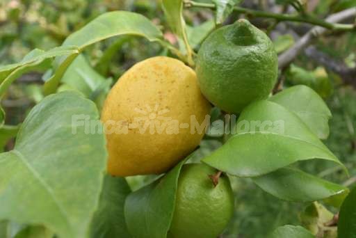 Finca Jordi Cas Concos