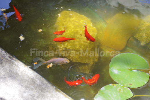 Finca Torrent des Jai