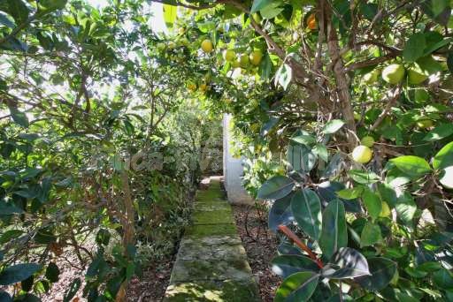 Finca Can Rosa Pollenca