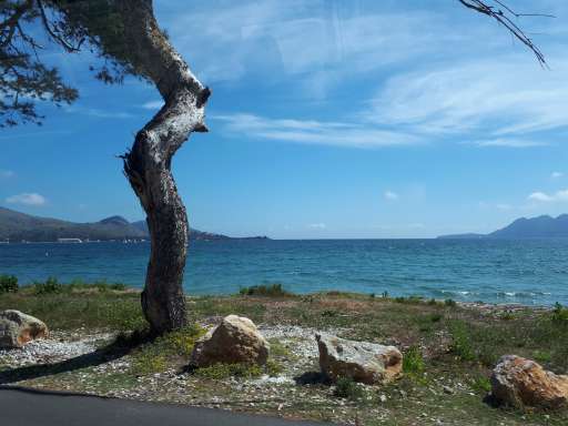 Platja de cans