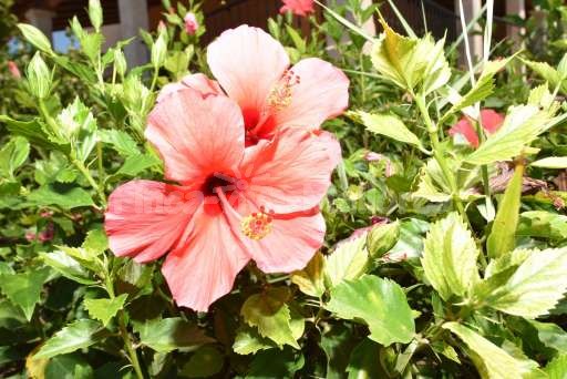 Villa Nimor Ses Salines