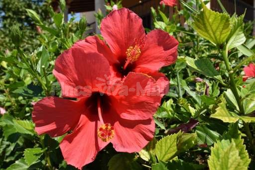 Villa Nimor Ses Salines